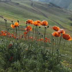 Dance of Poppies