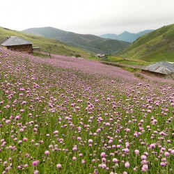 Valley of Blossoms