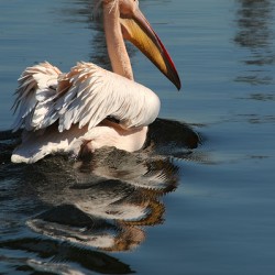 pelikan04 moreDetail x4 9544x14340 2pass photo.pn