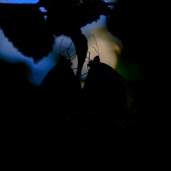 Whispers in the Dark