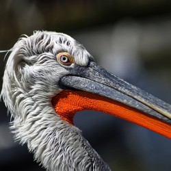 Portrait of a Pelican