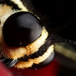 Eyes of the Microcosm