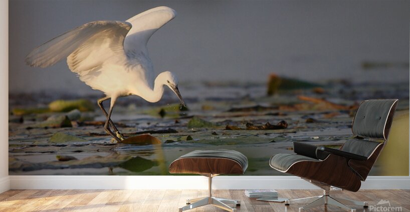 Dance of the Heron Wall Murals