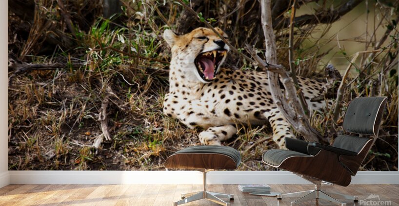 cheetah Africa Wall Murals