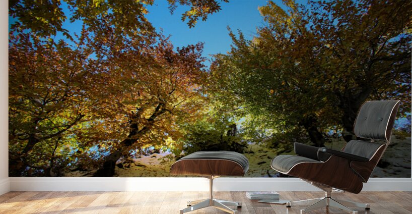 Autumn in Blue’s Embrace Wall Murals