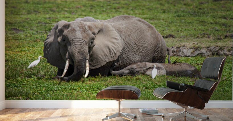 Gentle Giants Wall Murals