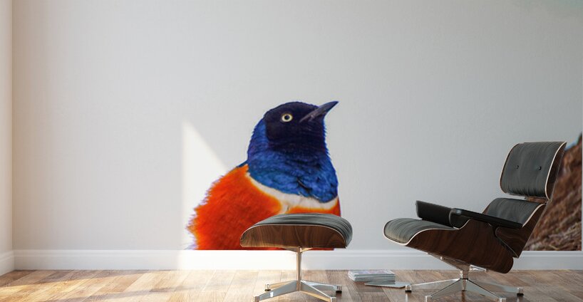 Feathered Jewel Wall Murals