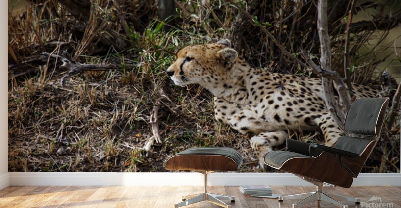 Silent Hunter Wall Murals