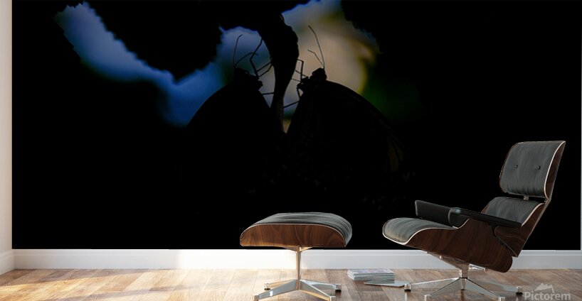 Silent Connection Wall Murals