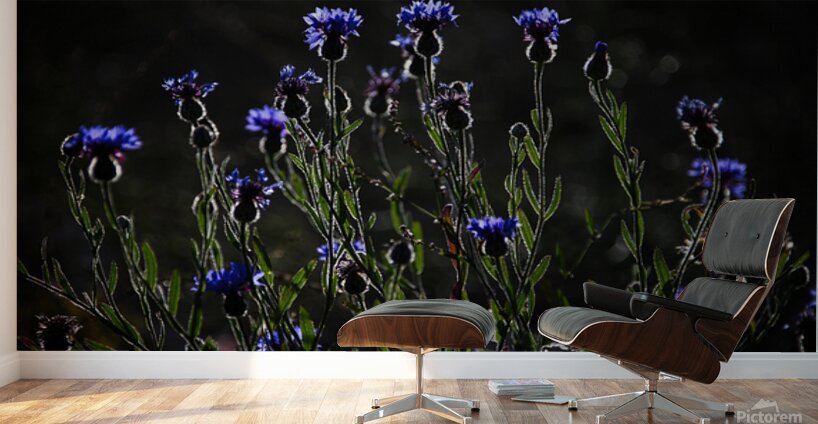 Night Dance Wall Murals