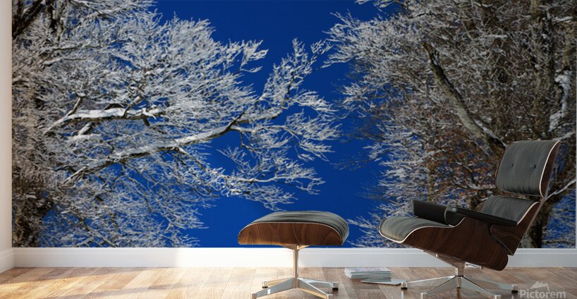 Winter’s Embrace Wall Murals