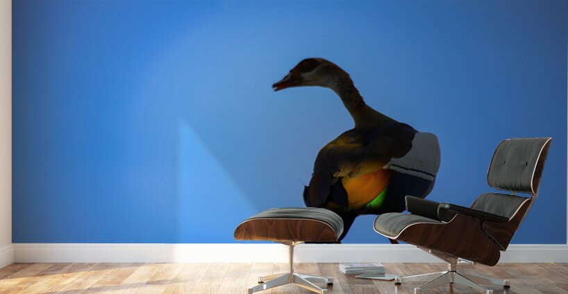 Wings of Light Wall Murals