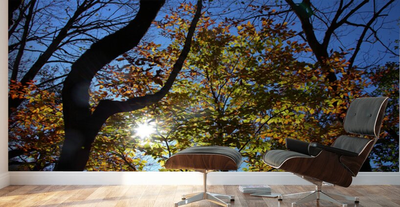 Through the Leaves Wall Murals