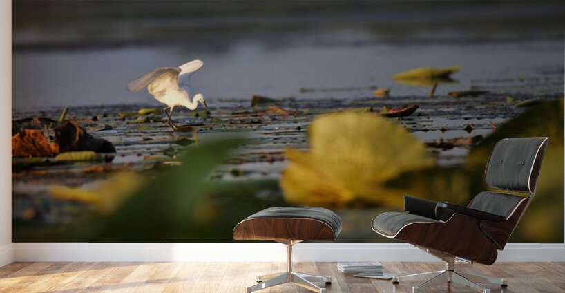 White Egret Wall Murals