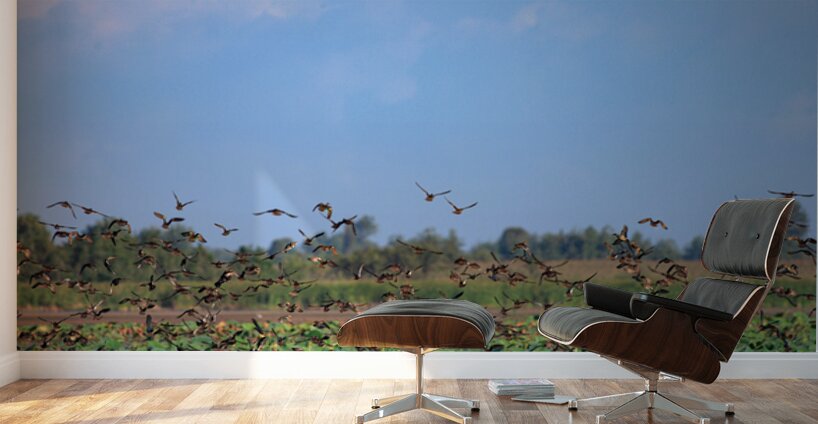 Flight of Freedom Wall Murals