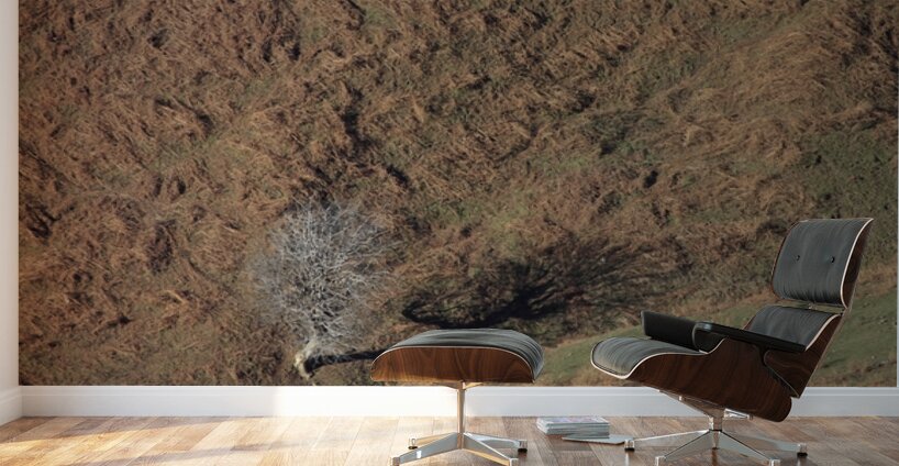 Solitary Shadow Wall Murals