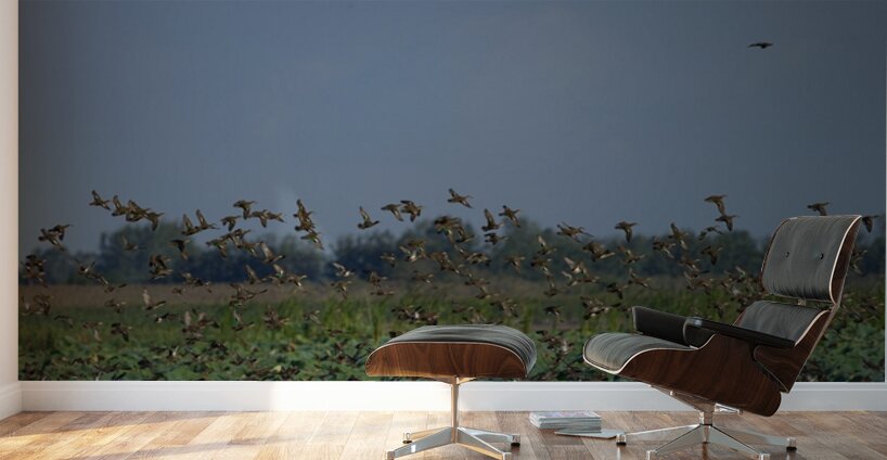 Wings Over the Wetland Wall Murals