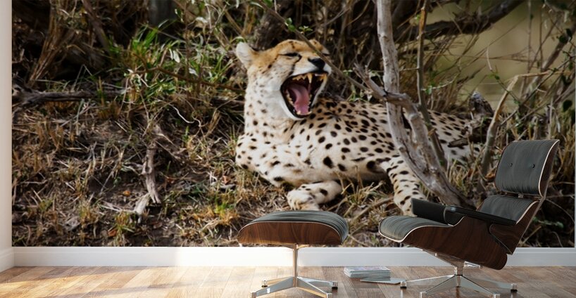 Majestic Yawn Wall Murals