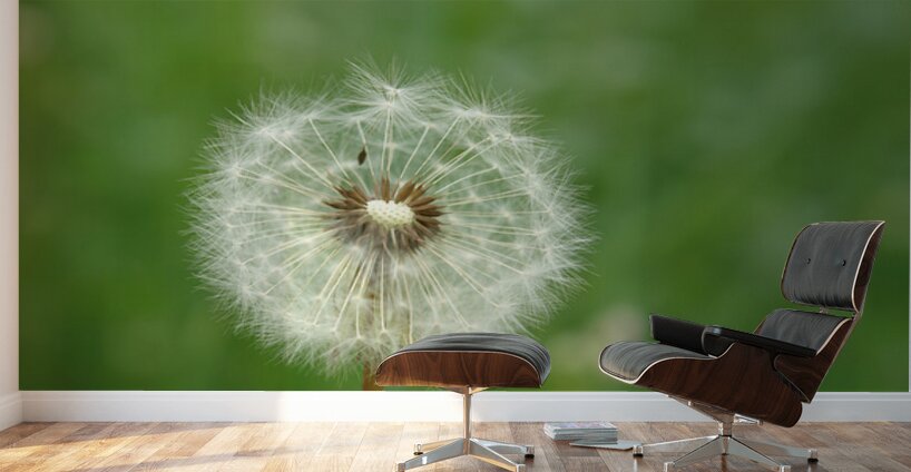 Dandelion Wall Murals