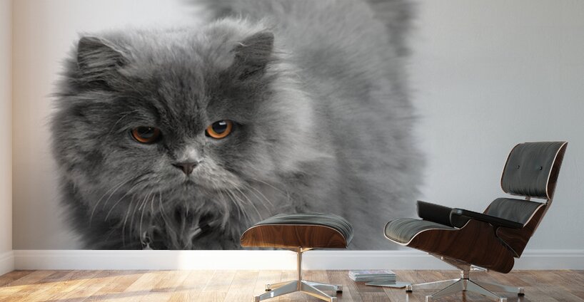 Cat Wall Murals