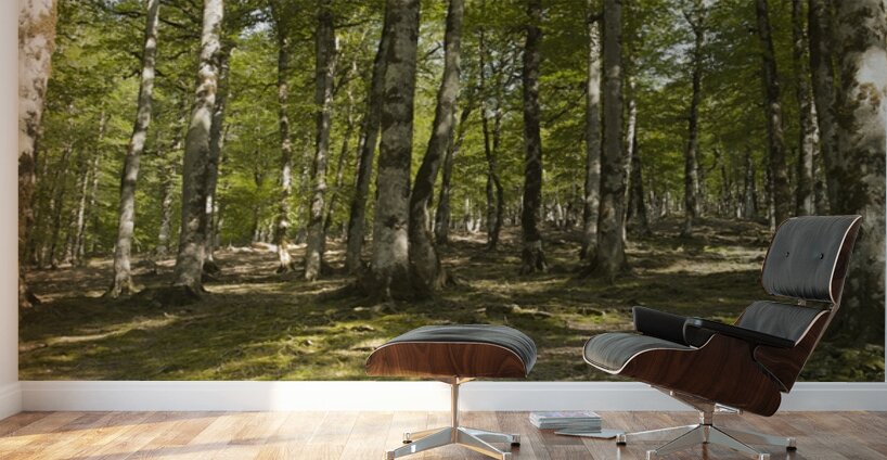 Breath of Hyrcanian Forest Wall Murals