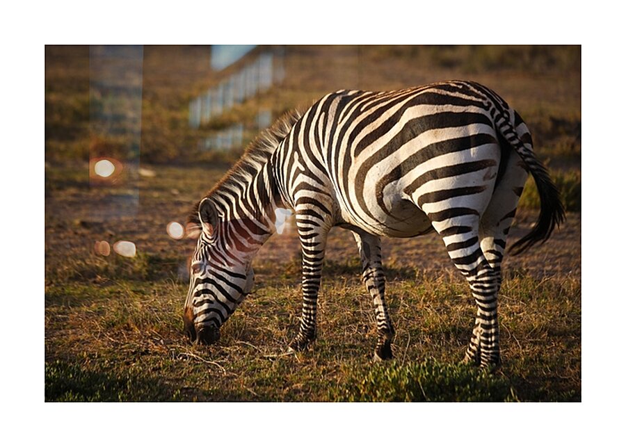 Harmony in Stripes Picture Frame print