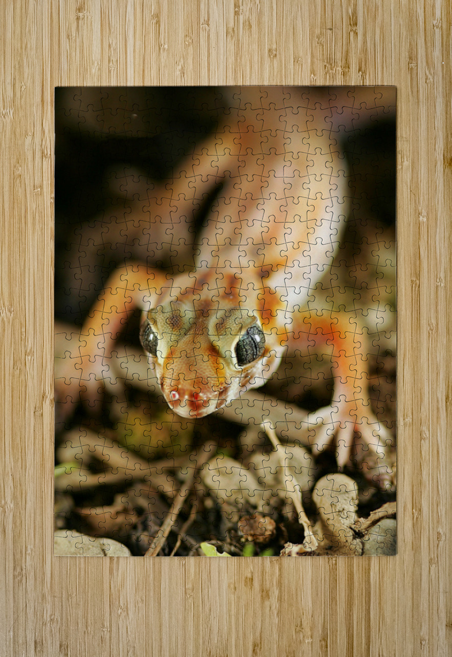 GEKO NARIO Puzzle printing