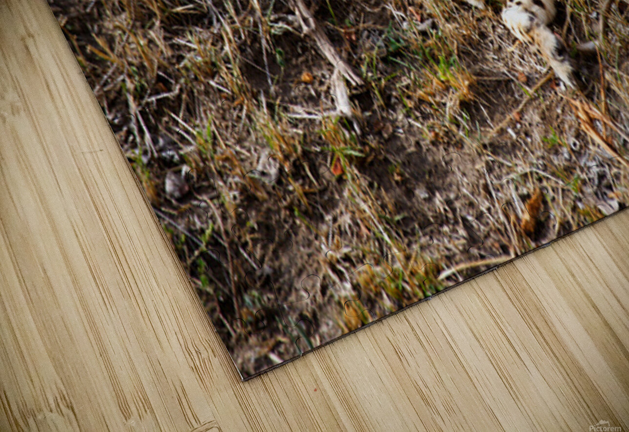 cheetah Africa NARIO Puzzle