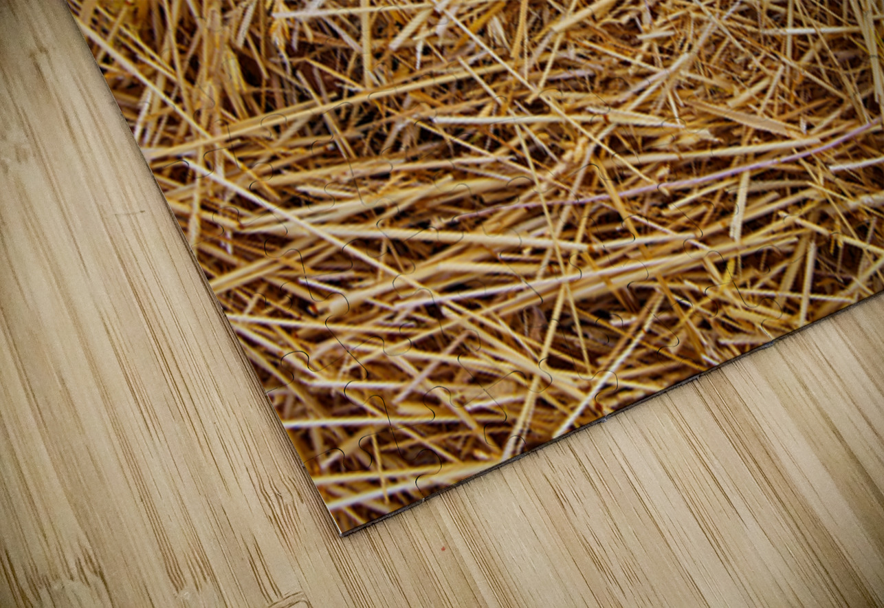 Silent Nest NARIO Puzzle