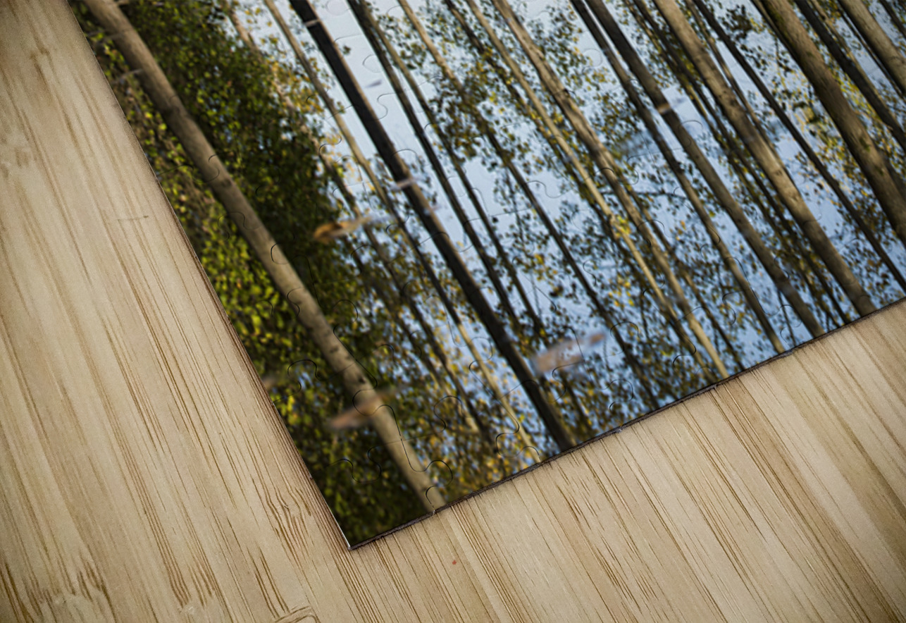 Mirror of the Woods NARIO Puzzle