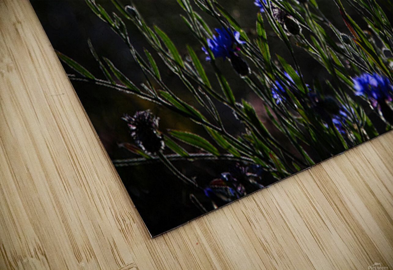 Night Dance NARIO Puzzle