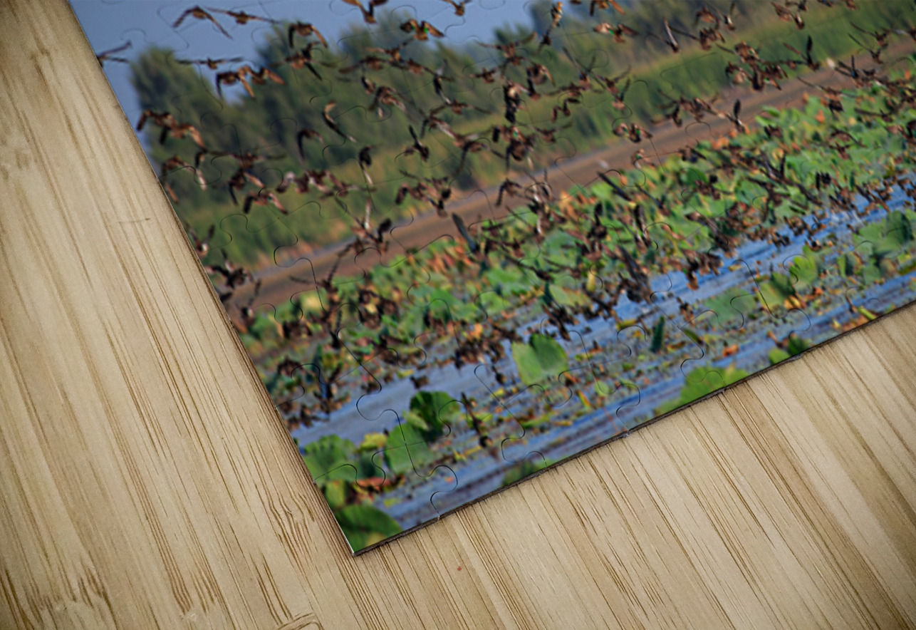 Flight of Freedom NARIO Puzzle