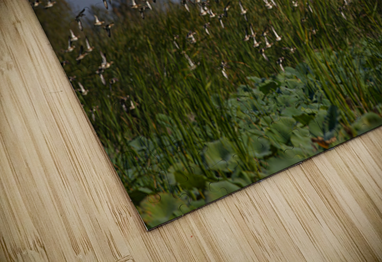 Whispers of the Marsh NARIO Puzzle