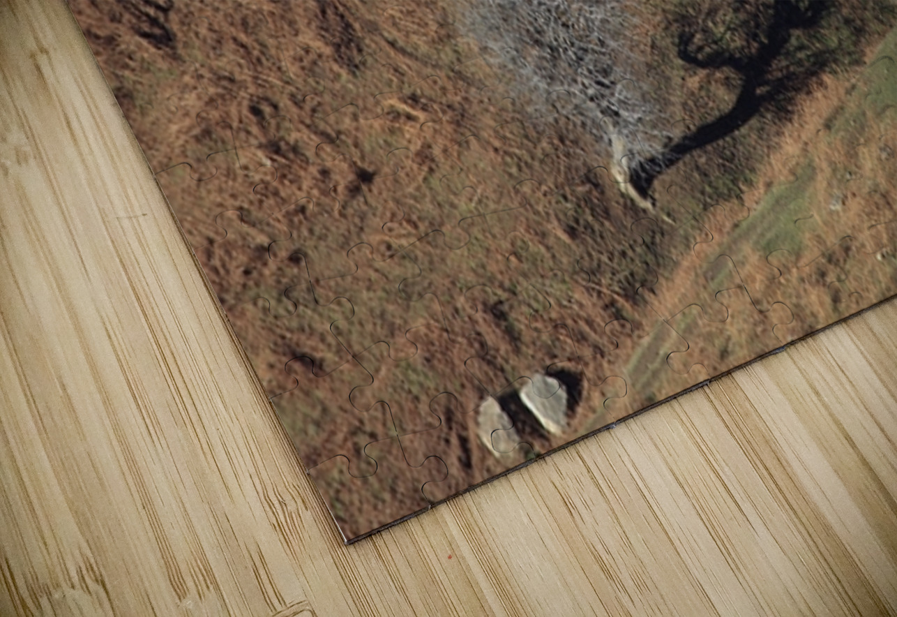 Solitary Shadow NARIO Puzzle