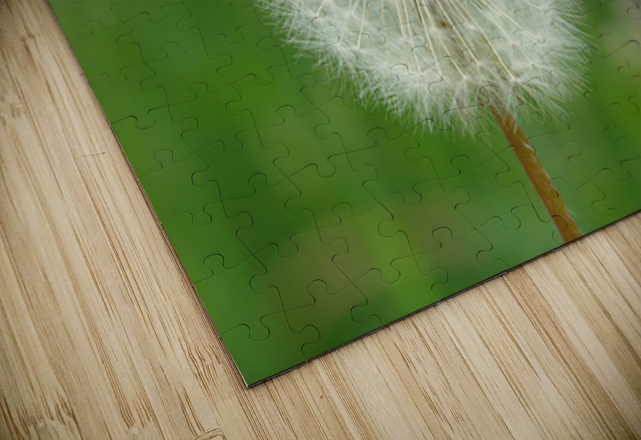 Dandelion NARIO Puzzle