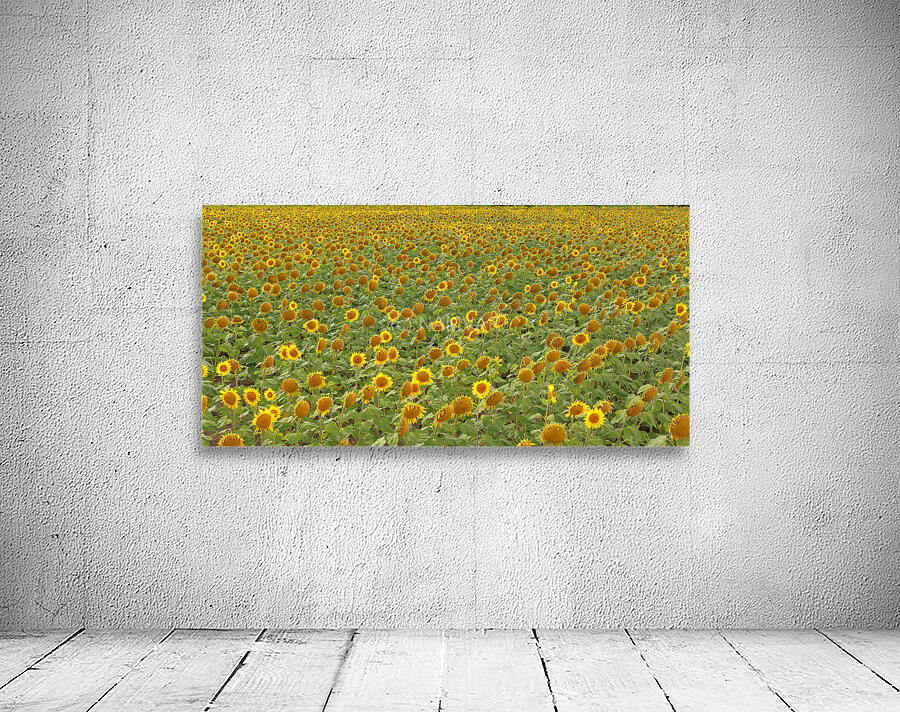sunflower Wall Preview
