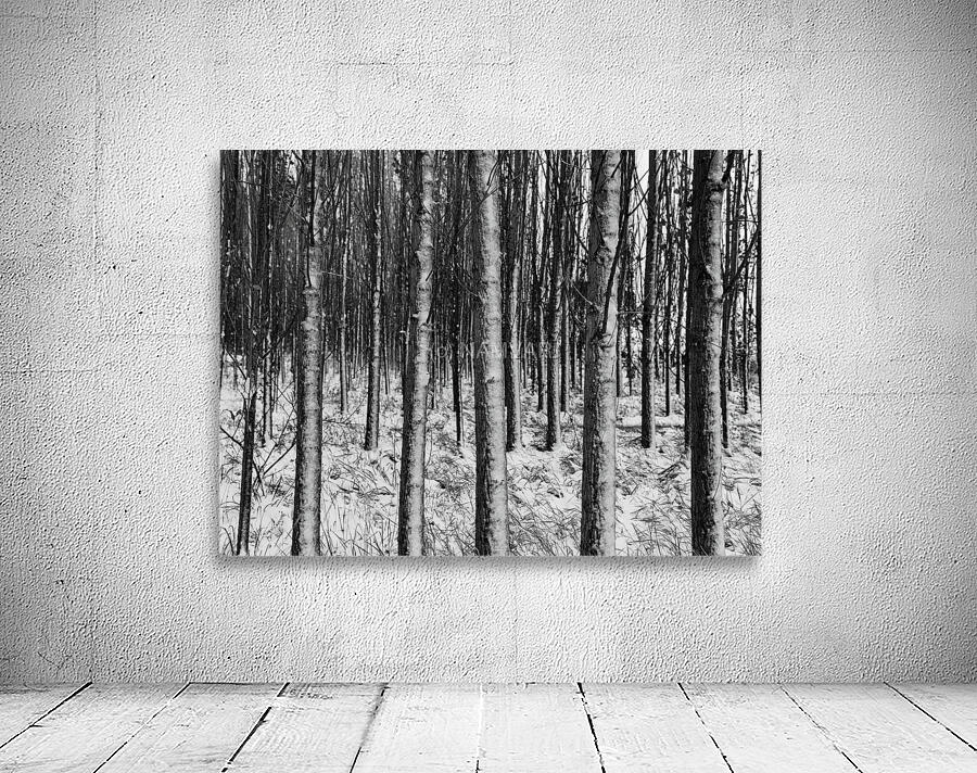 Silent Woods Wall Preview