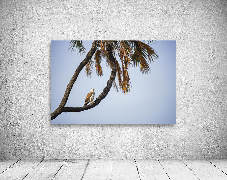 Silent Dominion Wall Preview