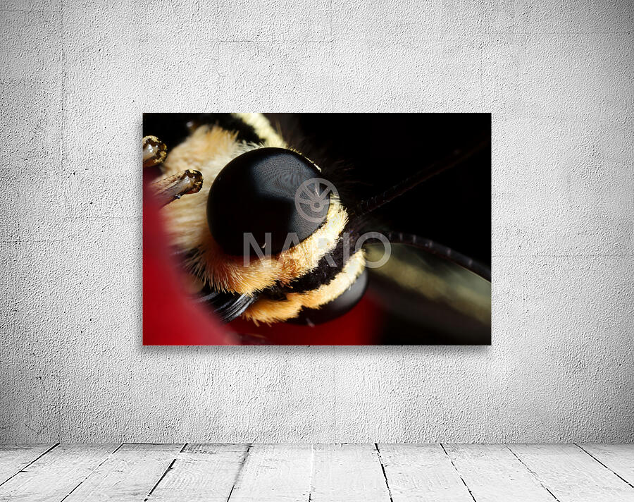 Eyes of the Microcosm Wall Preview