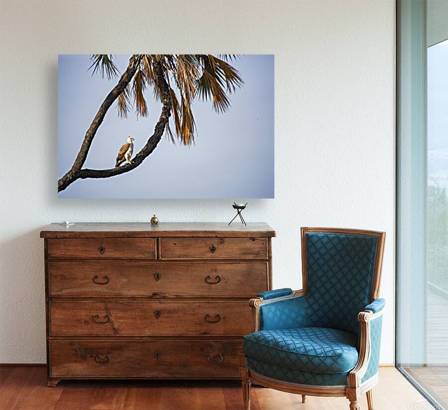 Silent Dominion Reproduction